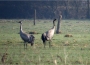 Frühling in der Niederung:</br>Aktive Singvögel