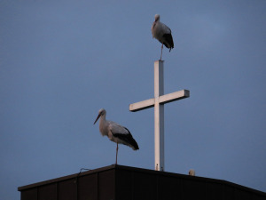 Kirchenasyl für Störche 06.09.15