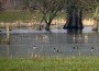 Regen ein Segen für die Niederung</br>Enten, Gänse und Kraniche