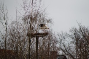 Storch in Meinsen 24.03.16 01