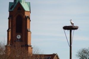 Storch in Meinsen 24.03.16 02