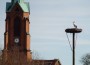 Storch wartet auf Sommerzeit