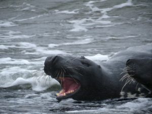 Diavortrag Helgoland 22.08.16