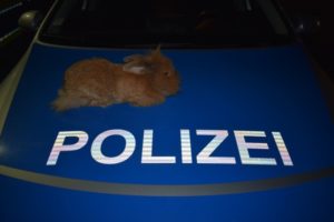 Polizei Kaninchen 23.03.17