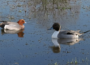 Gänse und Enten tummeln sich in der Niederung