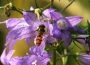 „Flatterhafte Schönheiten“</br>Insektenvielfalt in Niedersachsen