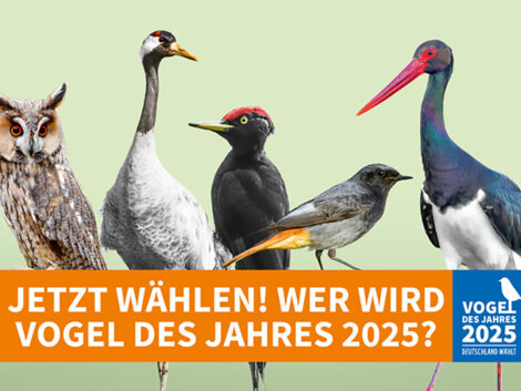 NABU: Wahl zum Vogel des Jahres läuft auf Hochtouren