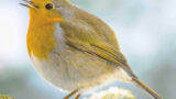 NABU Auetal startet durch: Aufbruch-Abend mit Gartenvogel-Vortrag